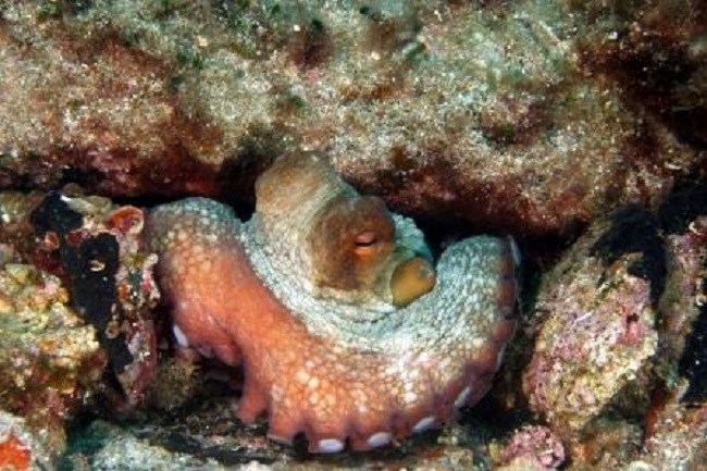 Protesilao Octopus